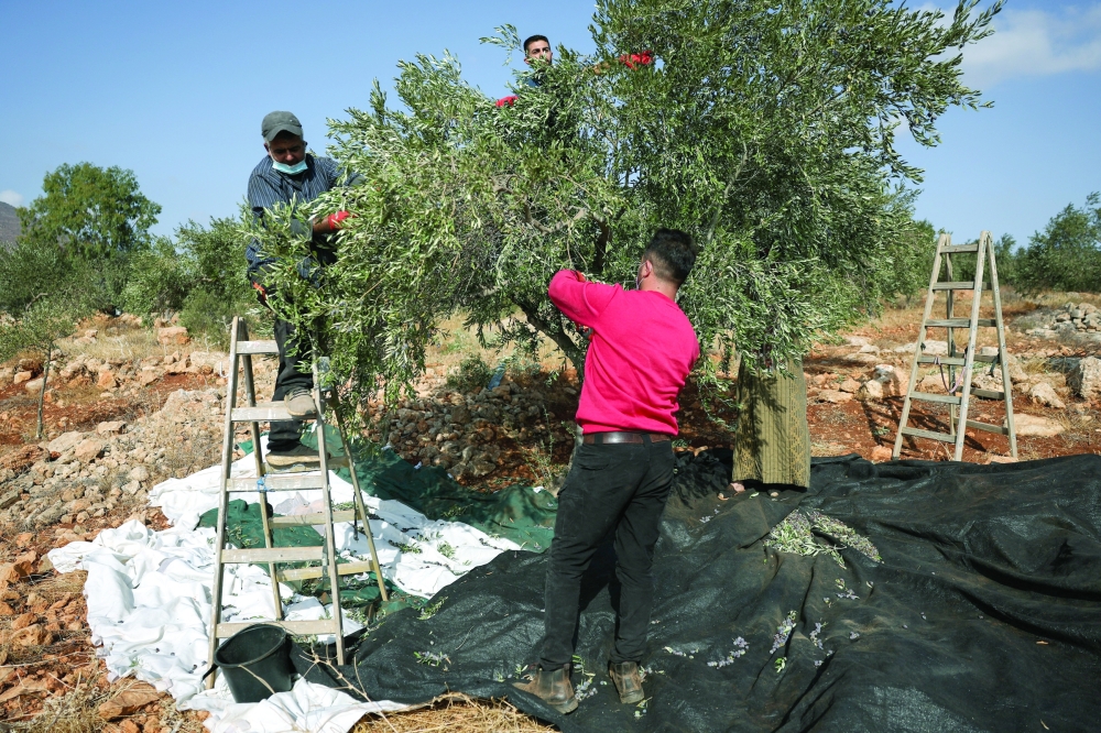 Palestinians pick olives during the harvest season, in Palestinian-owned olive groves in the village of Beit Furik near Nablus, in the Israeli-occupied West Bank. — Reuters
