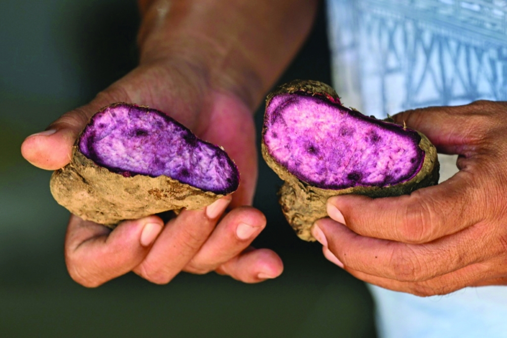 Philippine farmers cultivate ube, a purple yam gaining popularity in international food markets.