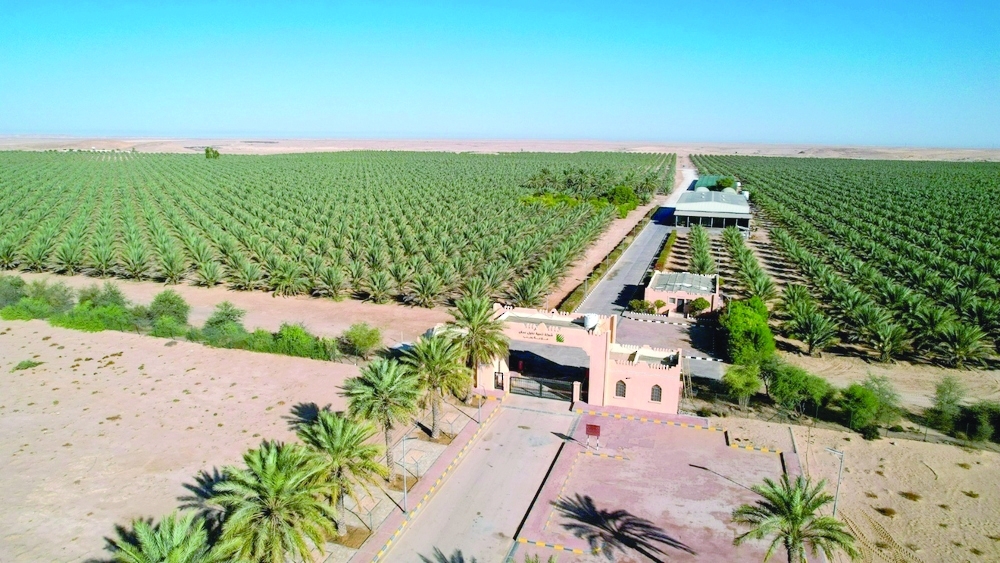 With an output of 48 tonnes, Ibri leads Oman’s wilayats in date production.