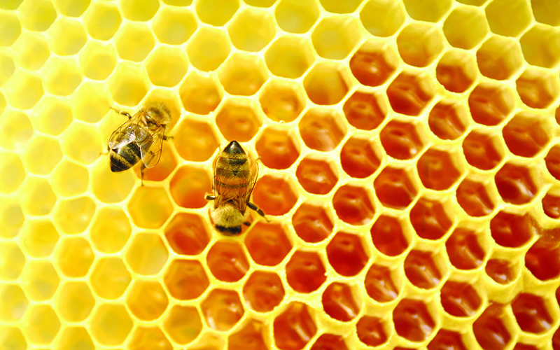 HoneyBeeCollapse061213