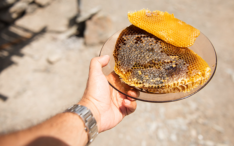 Holding disks of wax before the honey get's extracted from them