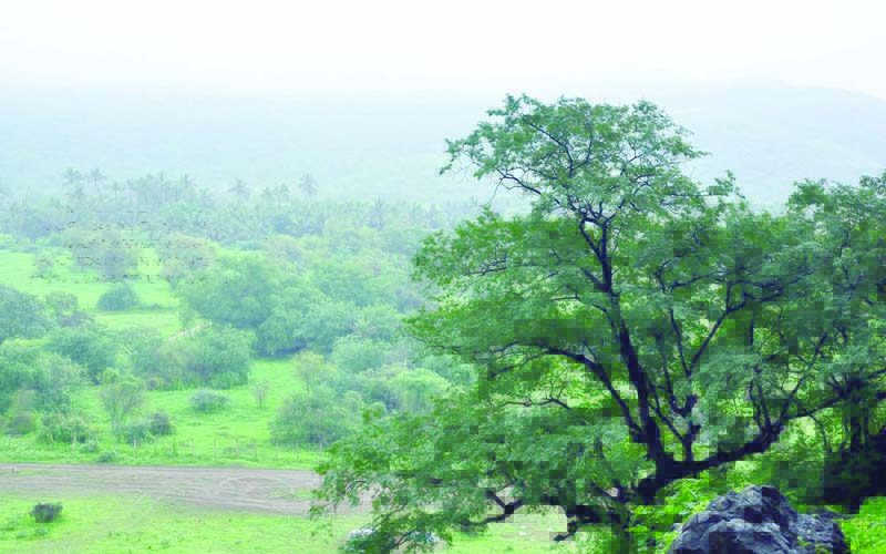 Khareef is the time when Salalah turns into lush greenery.