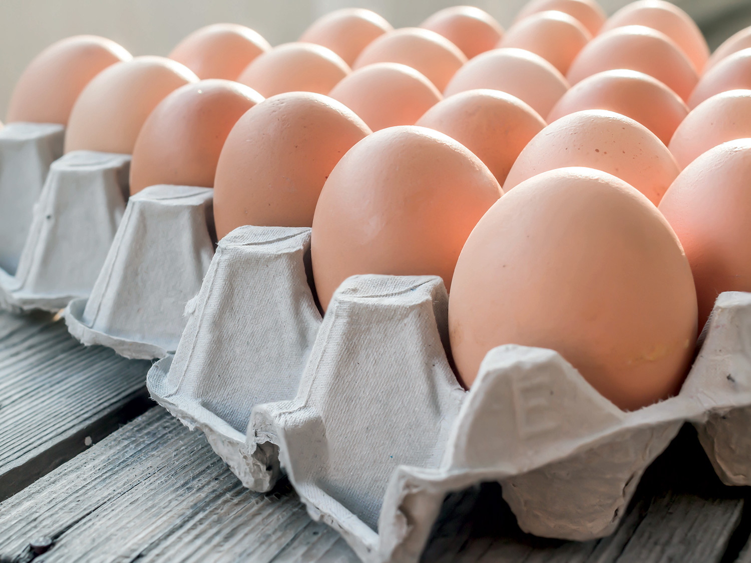 Largest egg farm to come up in Oman Oman Observer