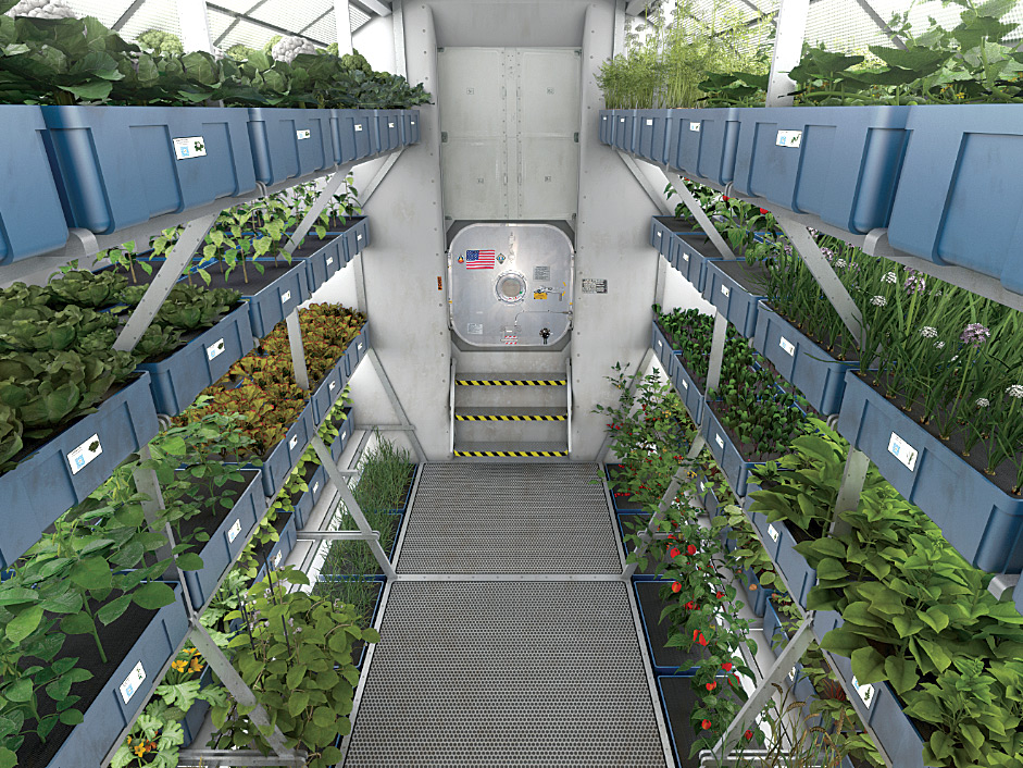 Space cucumbers reveal how plants sense gravity Oman Observer