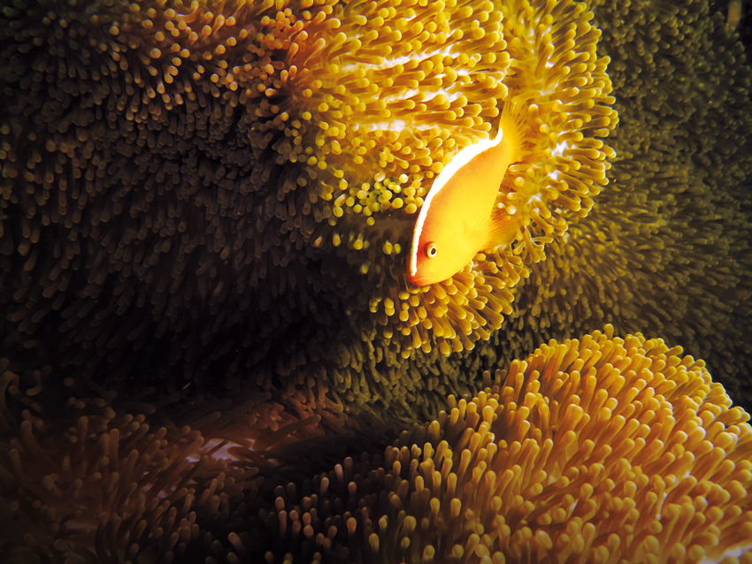 anemone-fish-11178691