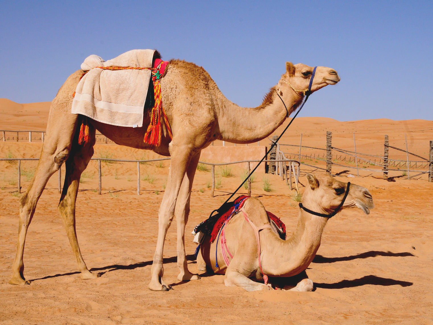 camels_oman