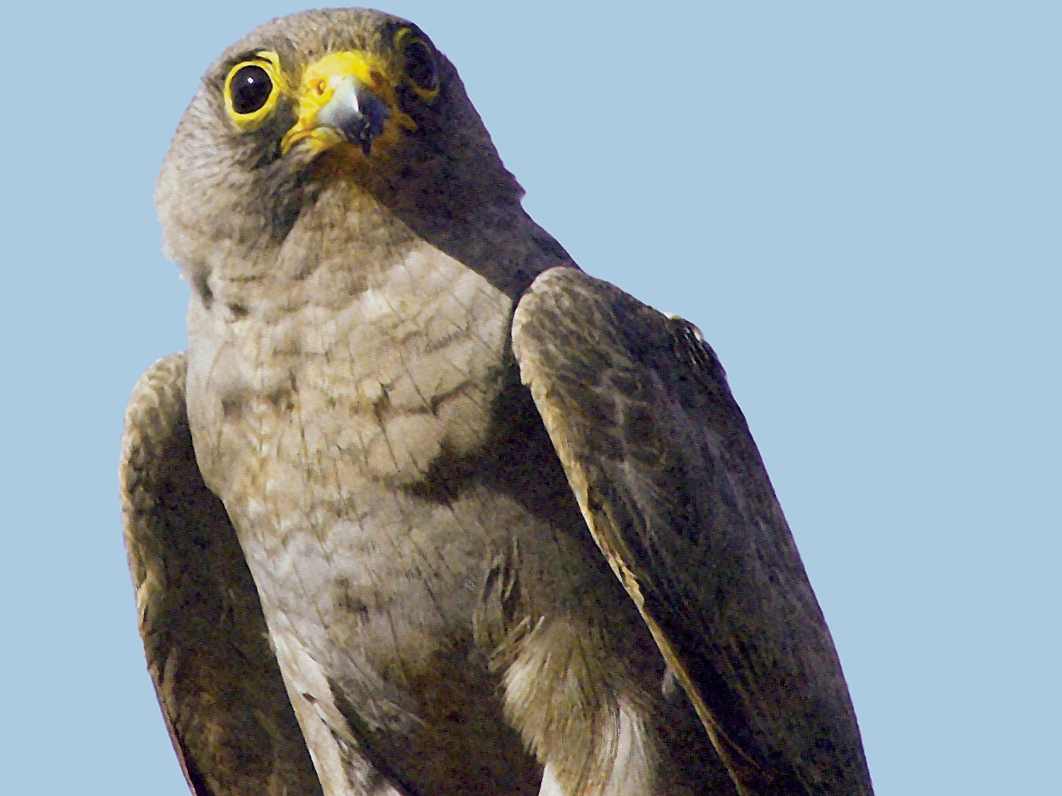 Oman provides excellent breeding ground for endangered sooty falcon - Oman  Observer