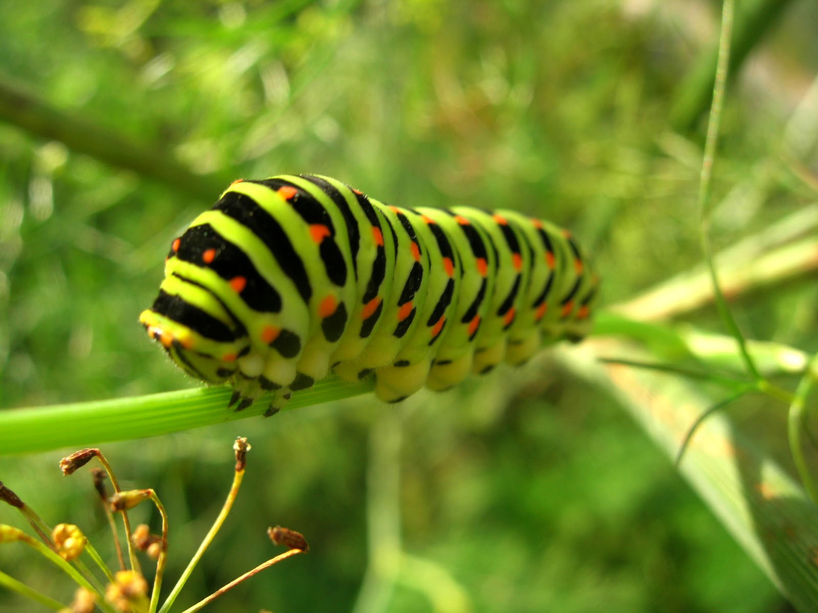 Papilio_machaon_caterpillar