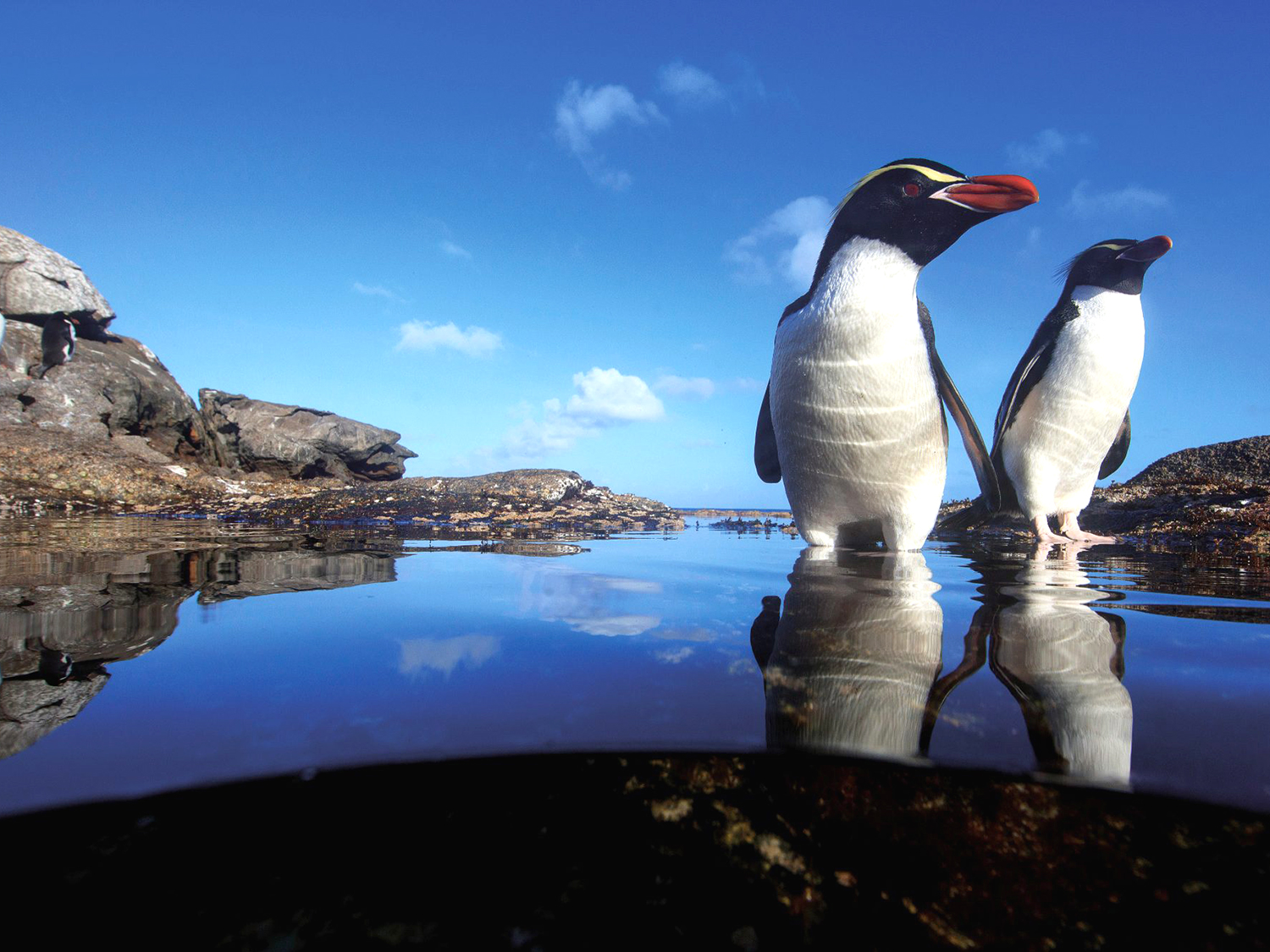 143_Penguins_Header-2000x1334