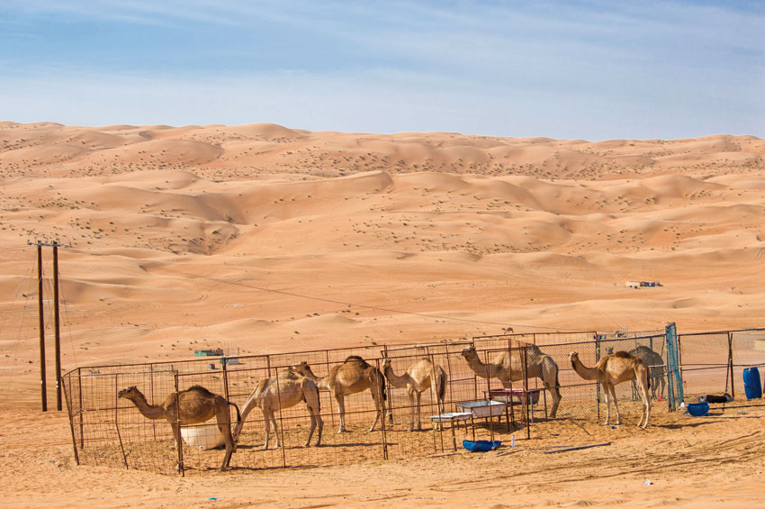 Camels-at-Wahiba-Sands