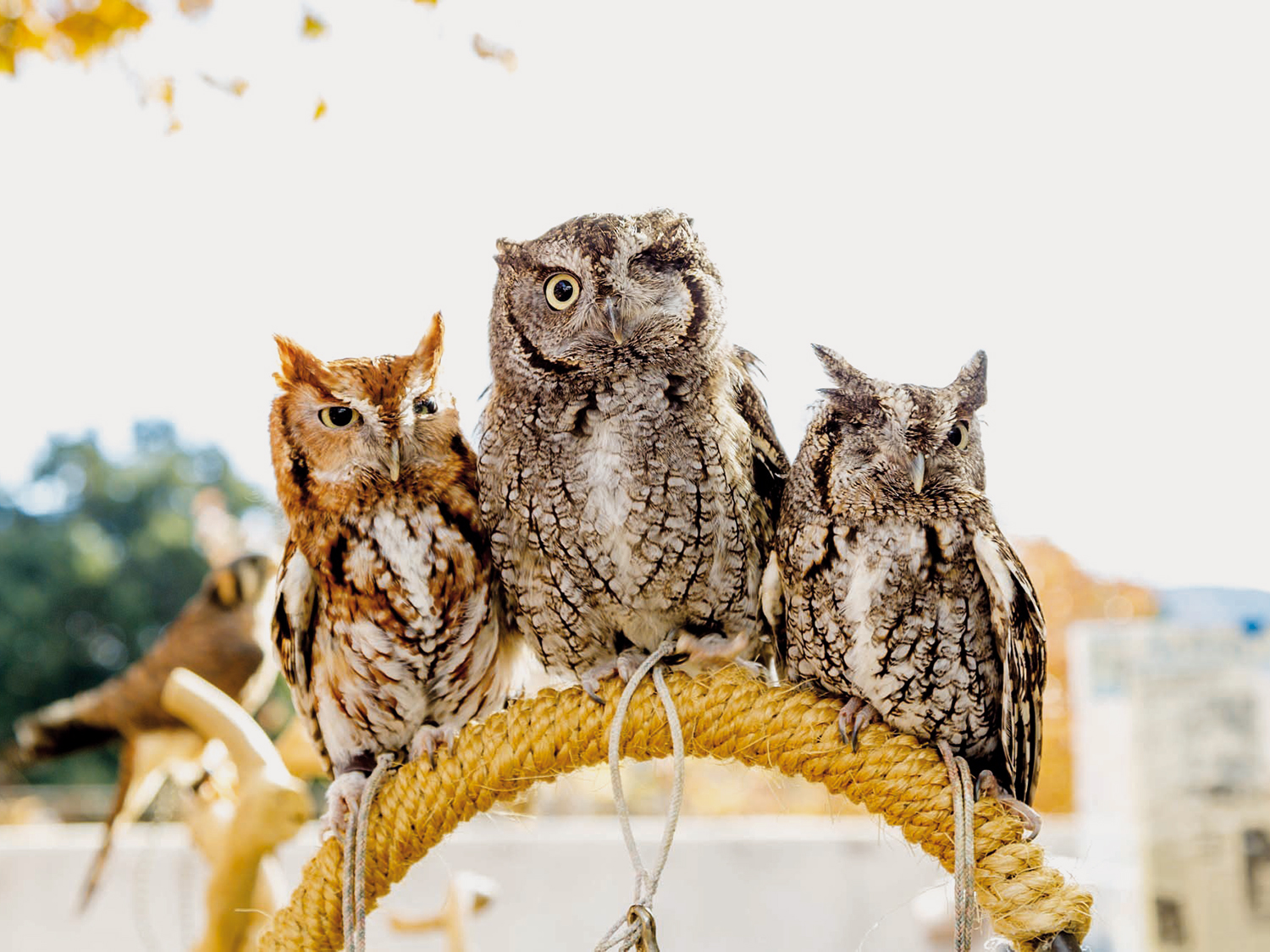 screech-owls-1517177