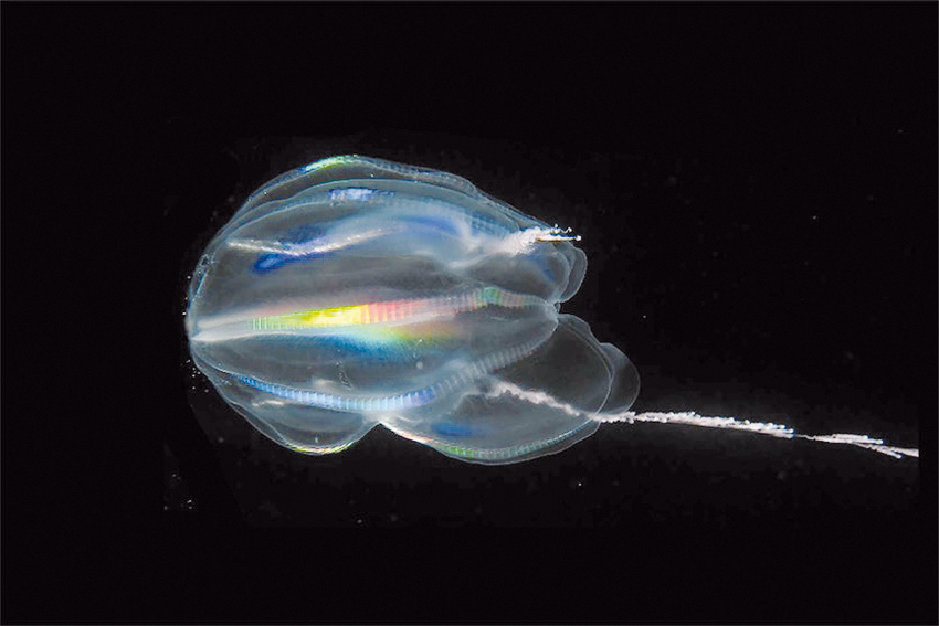 170411_Ctenophore_Full