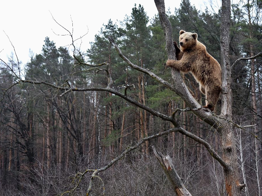 e05329c40fc227502bc804b77408cc6526c5d133