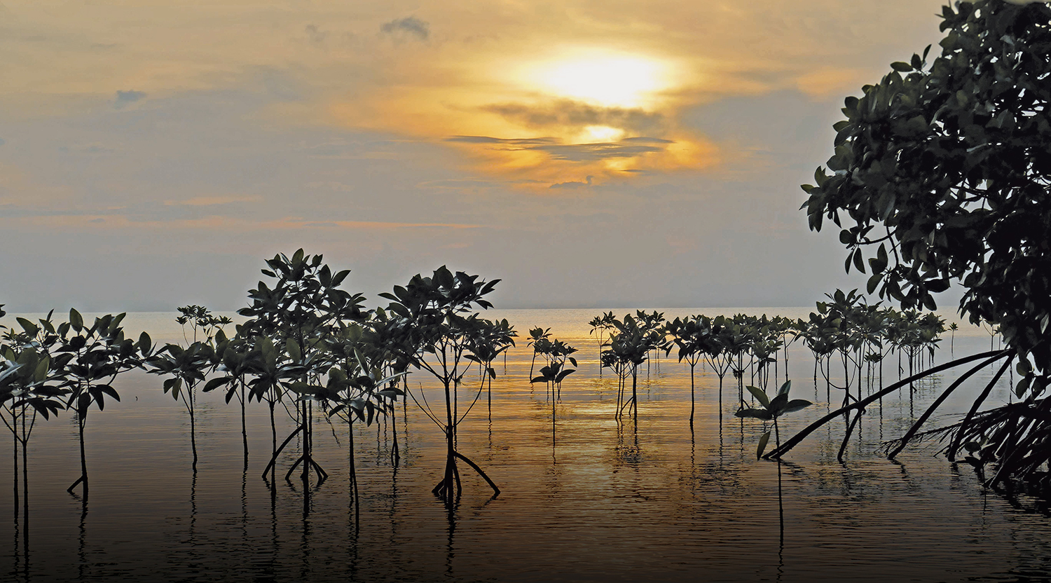 mangroves-2371062