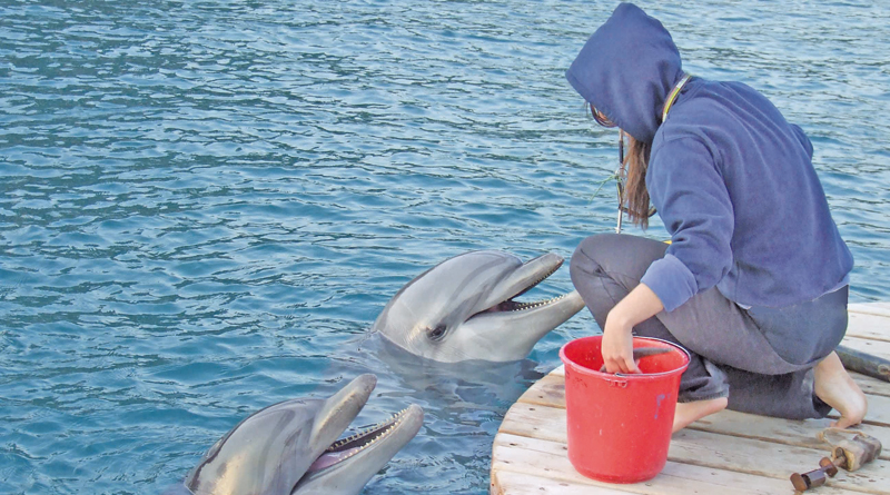 trainer-with-dolphin-896551