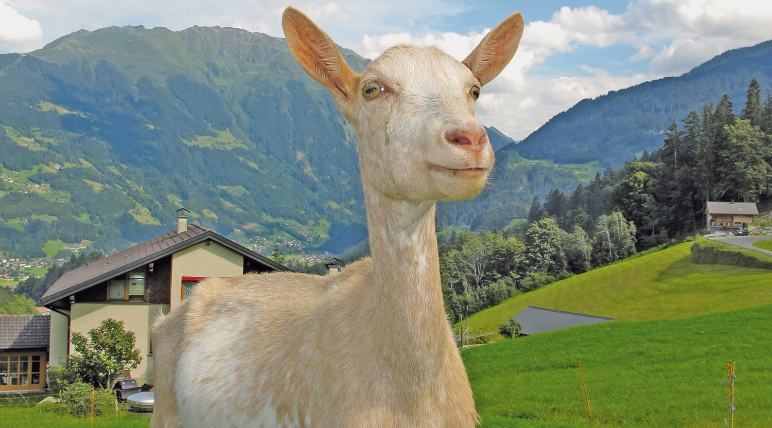 goat-in-austria-198455