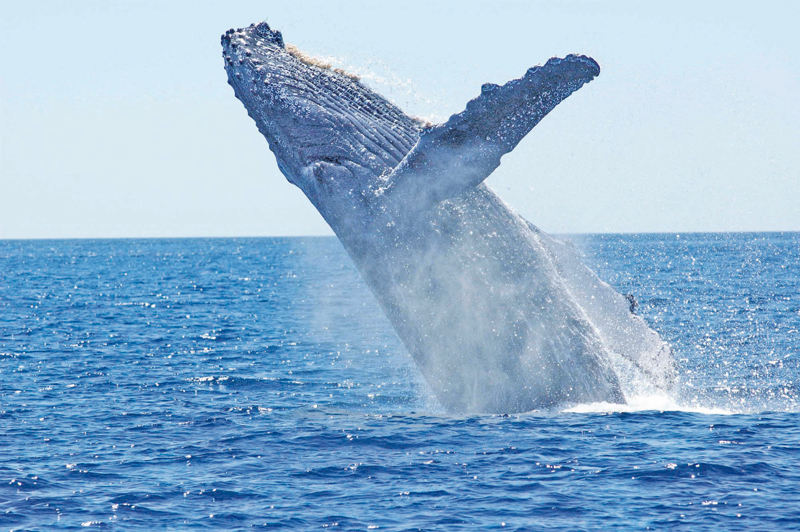 humpback-whale-1945416