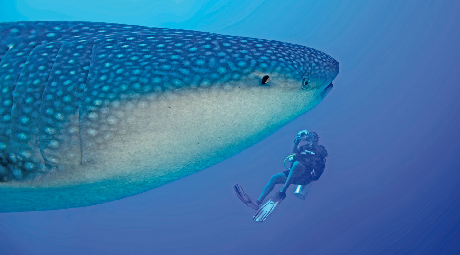 shutterstock_264264716