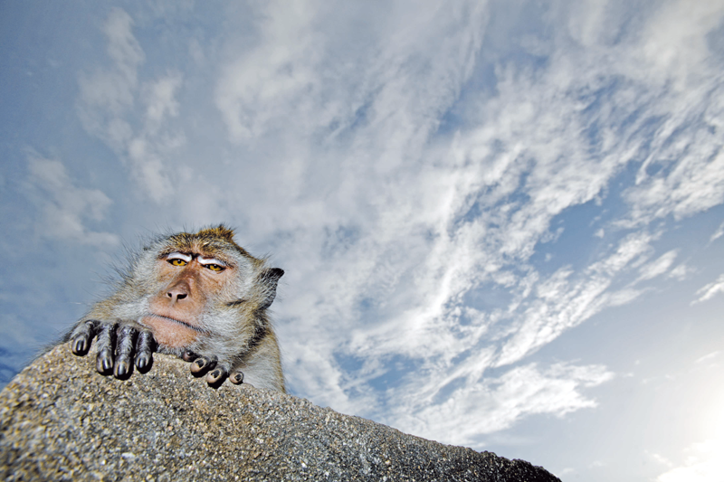 shutterstock_3785791