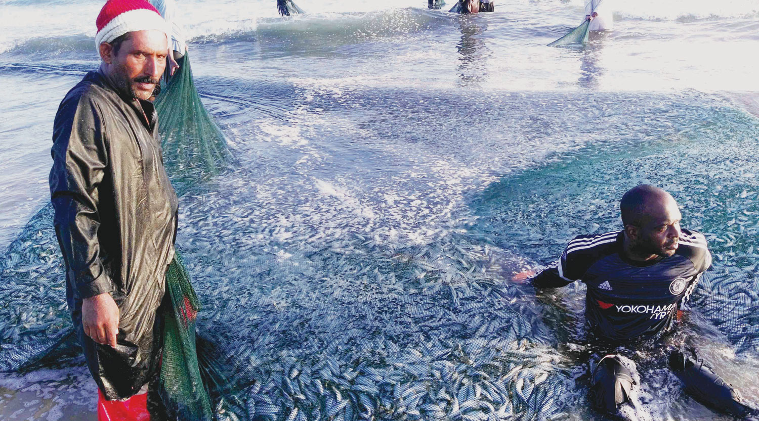 Bountiful sea Sardine fishing season under way in Taqah Oman Observer