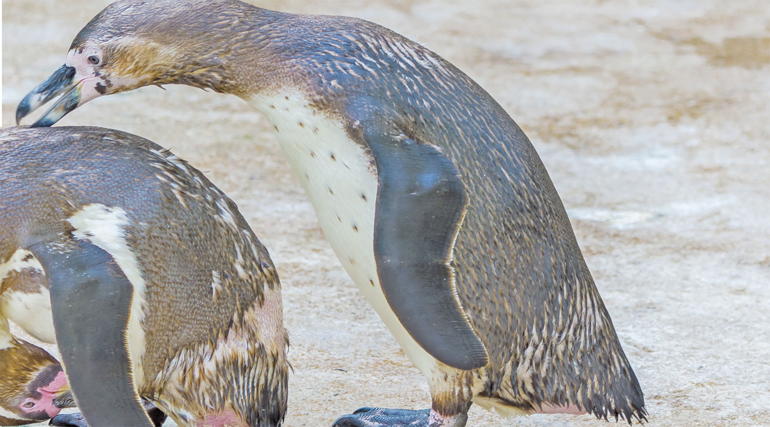 shutterstock_658228384