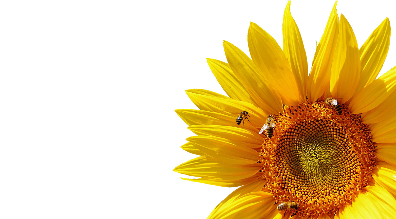 sun-flower-2531881_1920