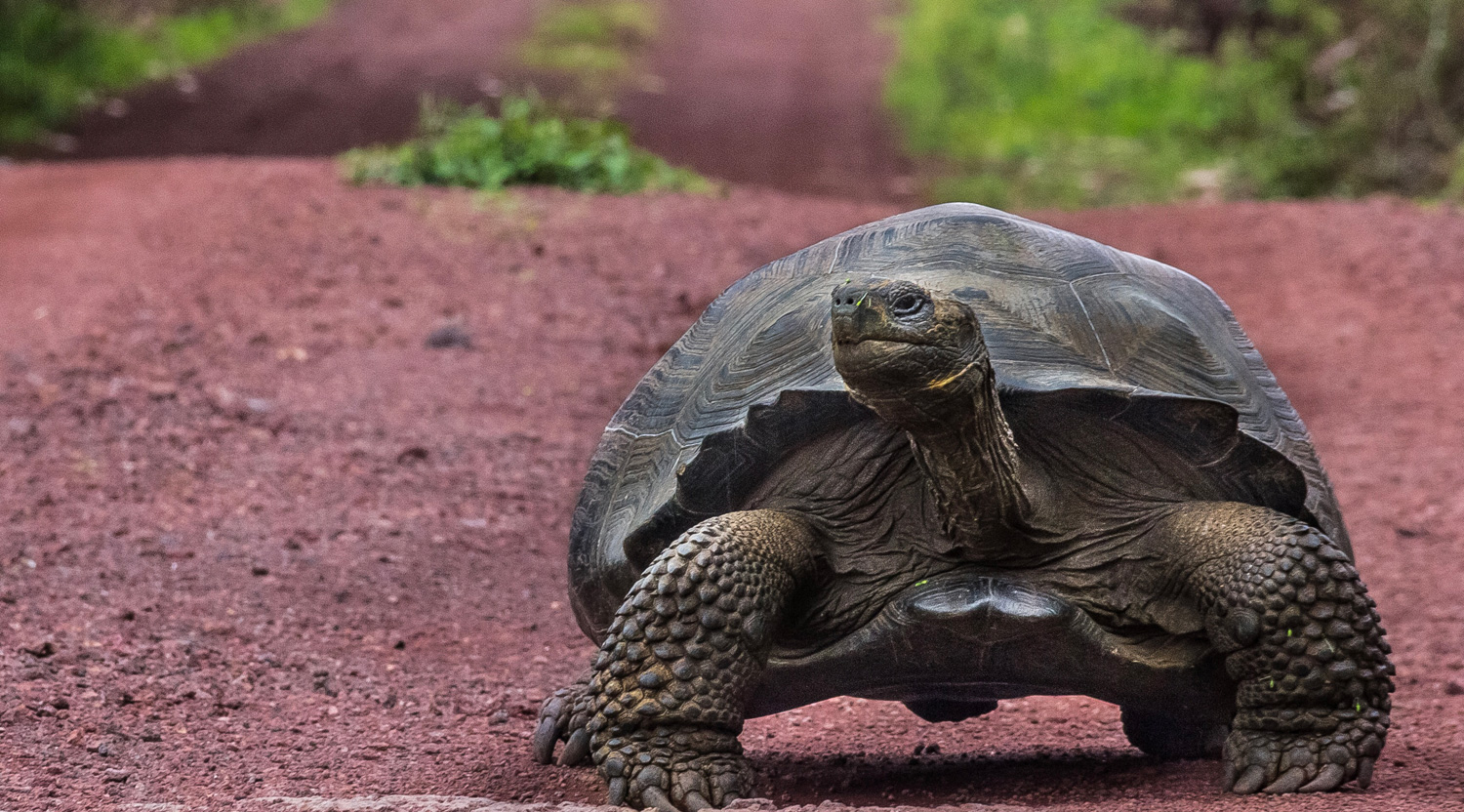 galapagos-natural-paradise-giant-tortoise-isabela
