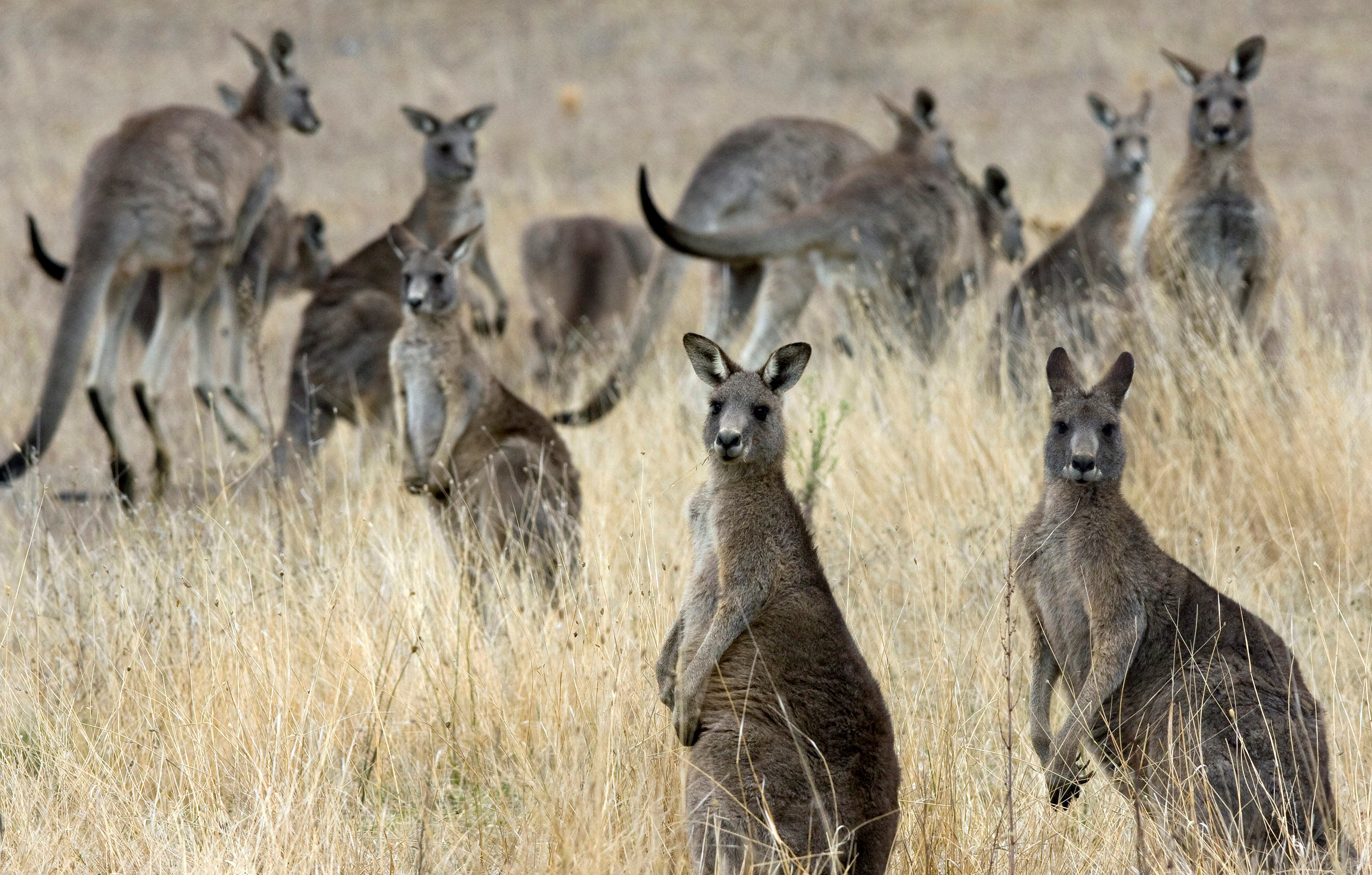 FILE PHOTO - Some of the kangaroos that are to be culled are seen on the Department of Defence property in Belconnen, Canberra