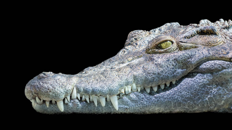 crocodile-2814446
