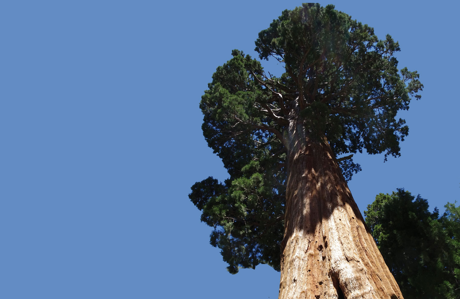 sequoia-2456474