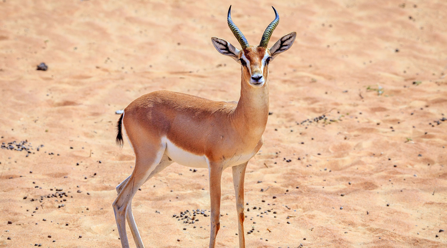 shutterstock_474835186