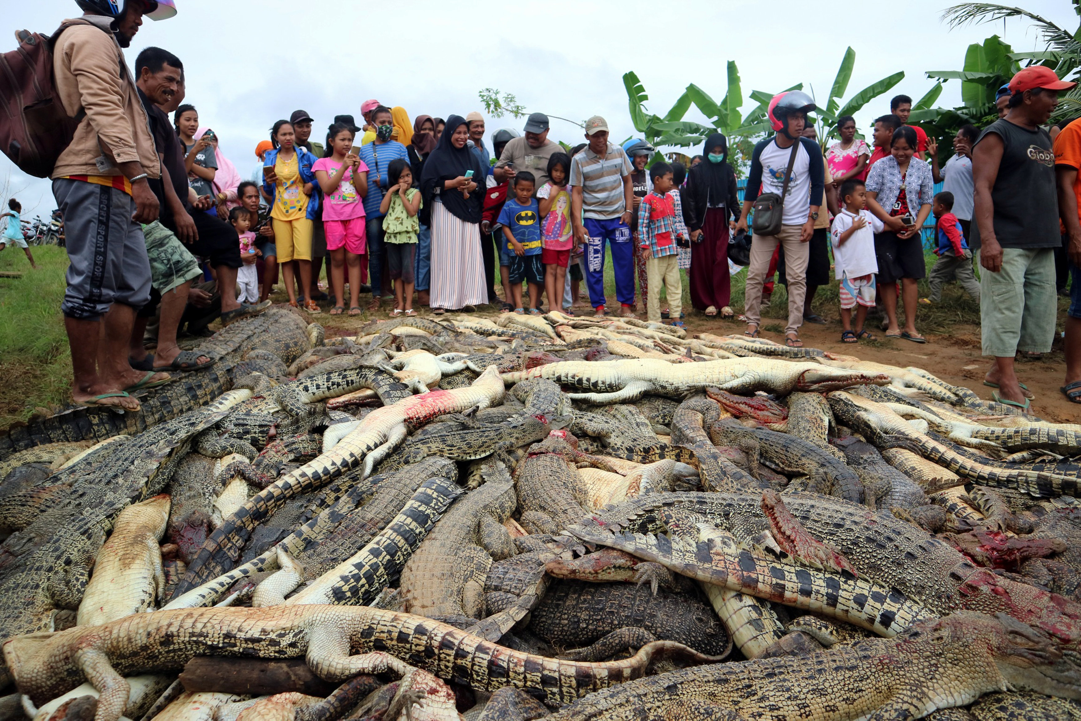 Local residents look at the carcasses of hundreds of crocodiles from a farm after they were killed by angry locals following the death of a man who was killed in a crocodile attack in Sorong regenc