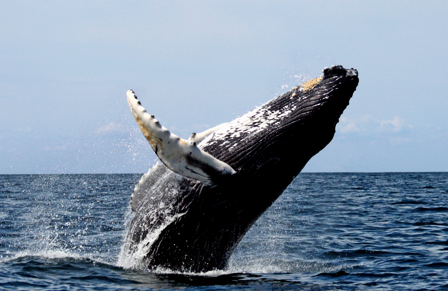 Humpback_stellwagen_edit