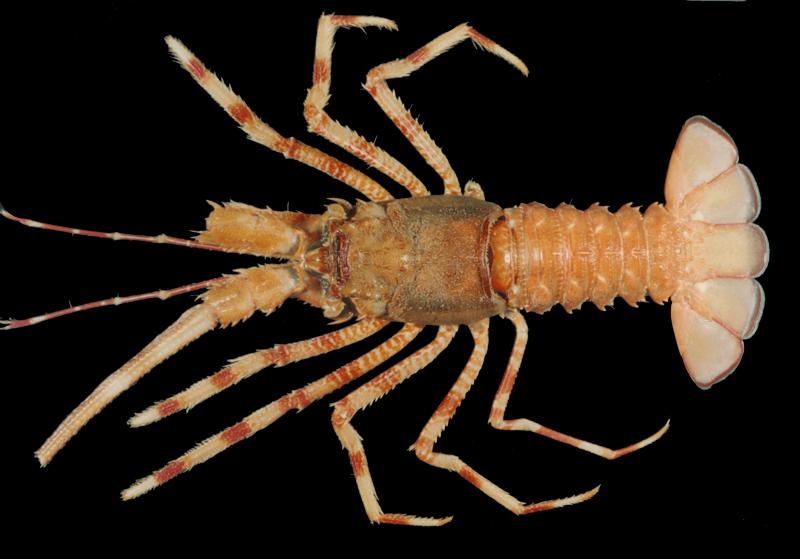 he_ju_dun_long_xia__tai_dong__sep_1992