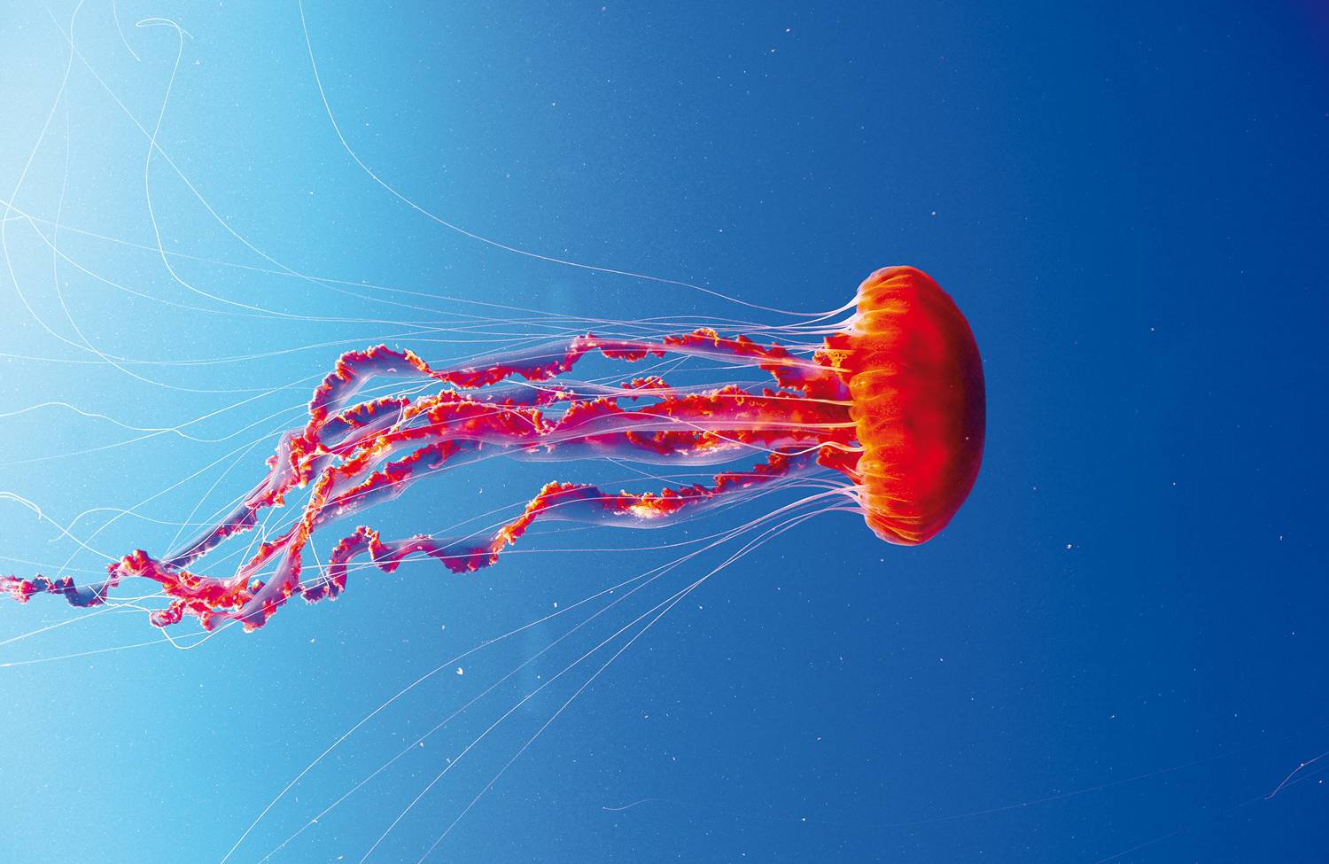 shutterstock_262708904