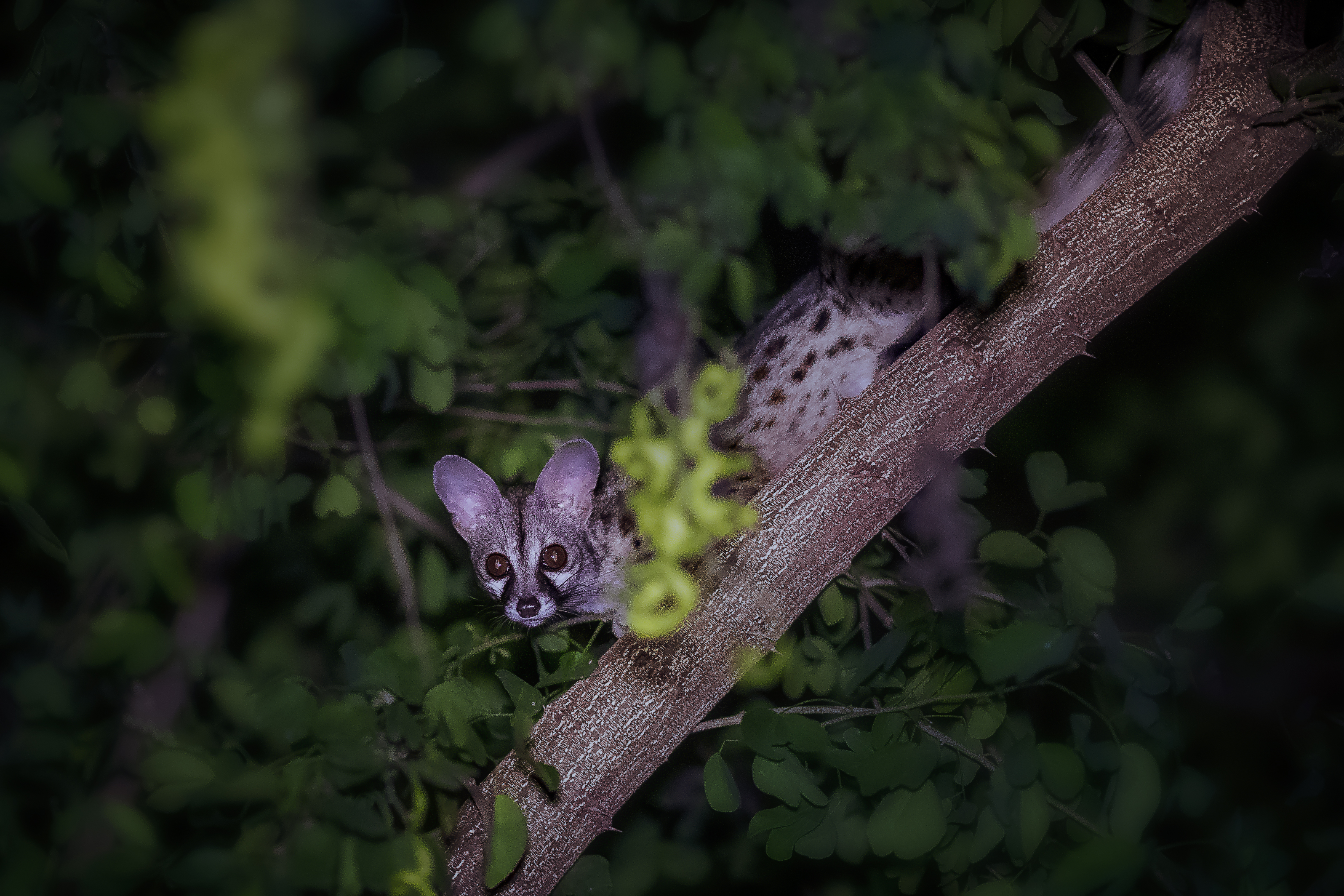Common genet 002