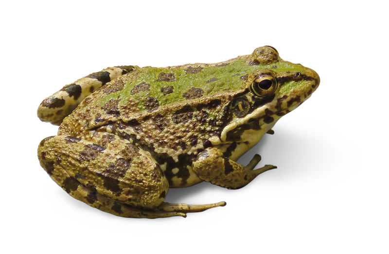frog-1415516