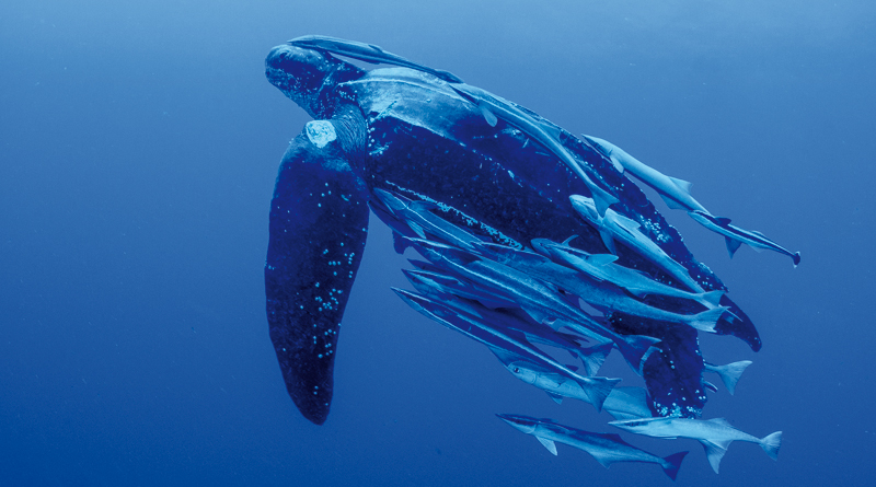 leatherback