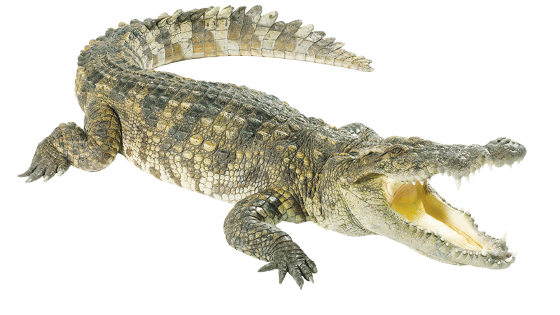 Crocodile