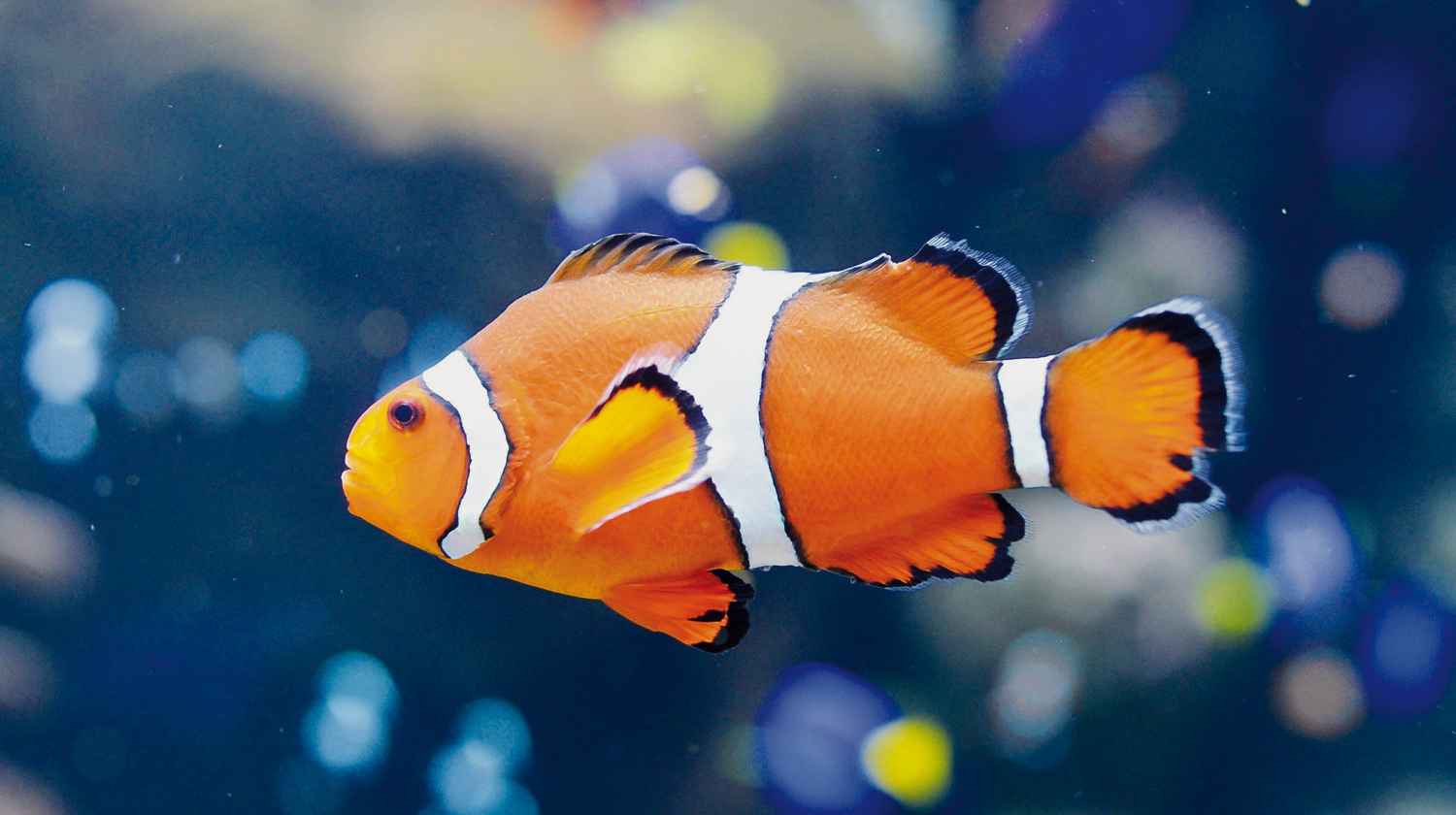 Clownfish Nemo’s reproduction threatened by light pollution — study