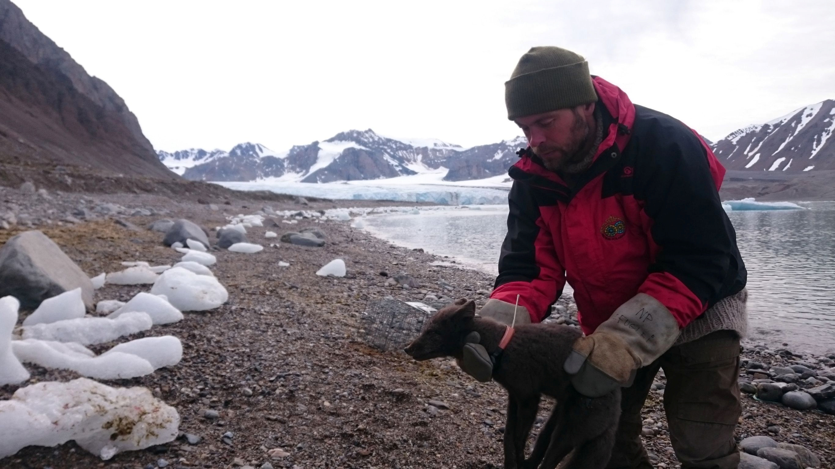 A researcher holds a female Arctic fox with a satellite collar, which allows scientists to track their movements, in Krossfjorden
