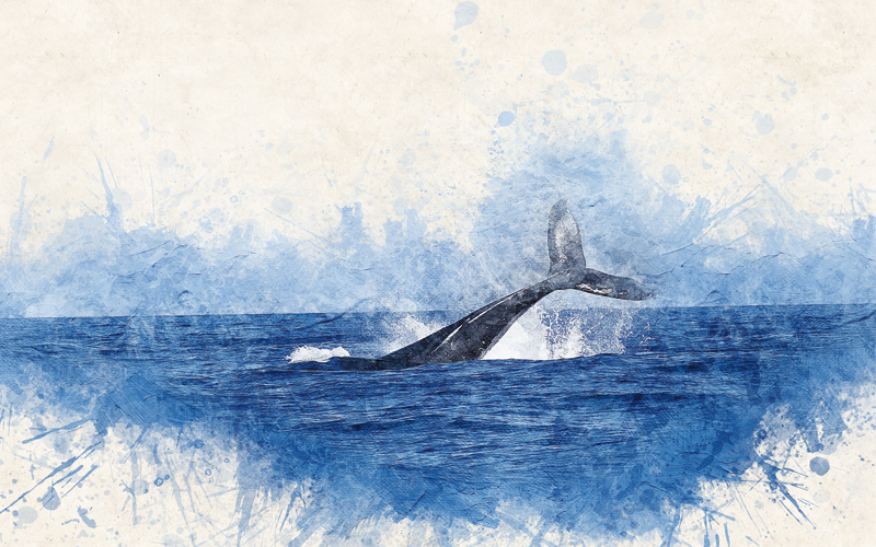 whale-2998812