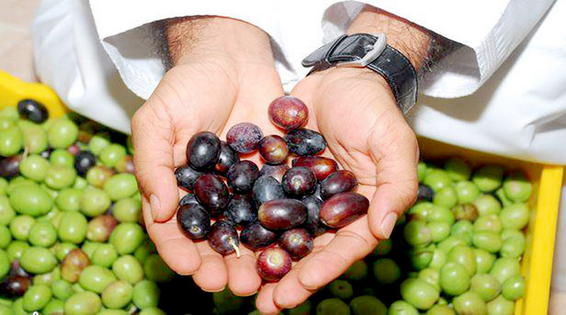 Olive-crops