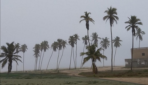 Salalah coconut trees edited