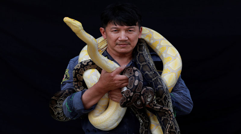 Thai-snakes