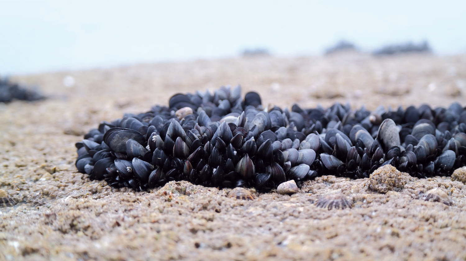 Mussels, ‘superfilters’ that can help beat water pollution Oman Observer
