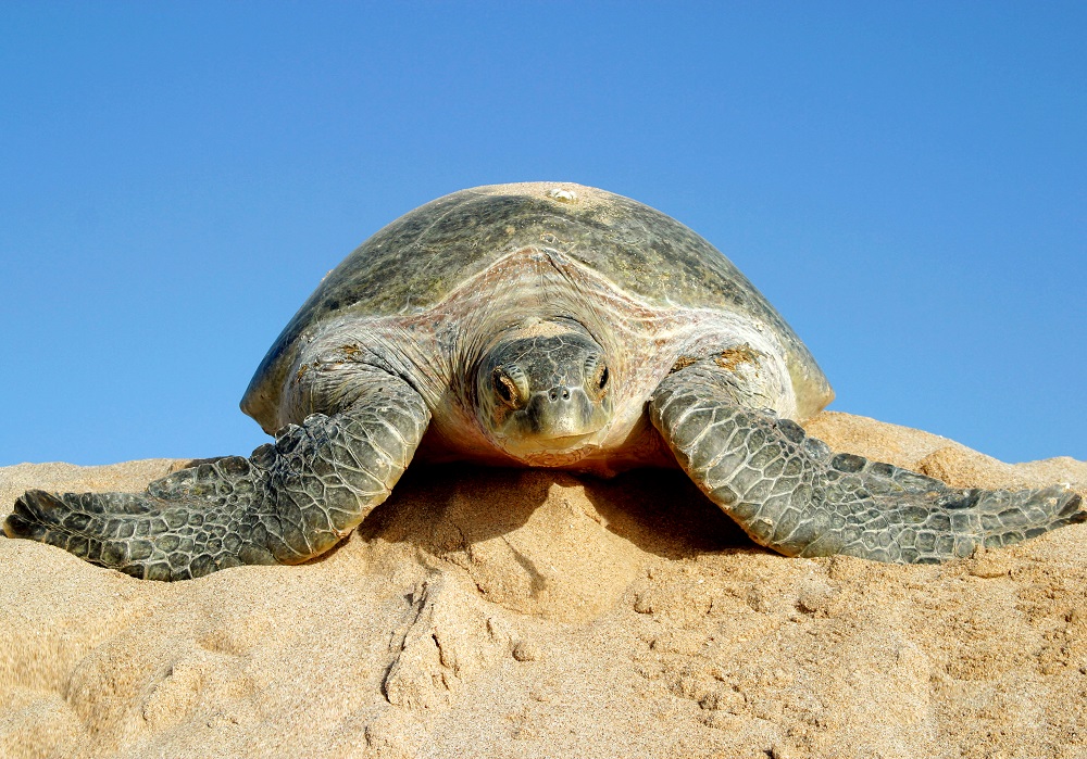 Turtle watching - Turtle at Ras Al Jinz, Sur Oman