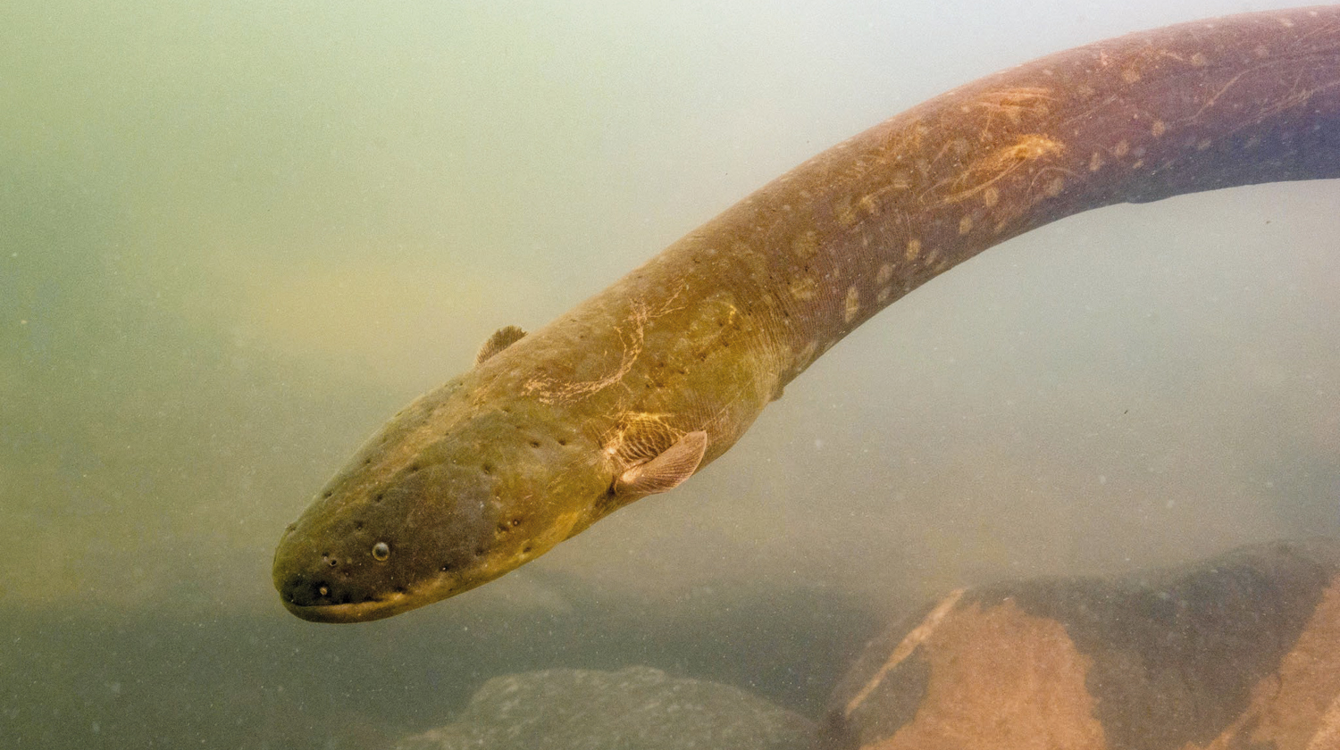 eel