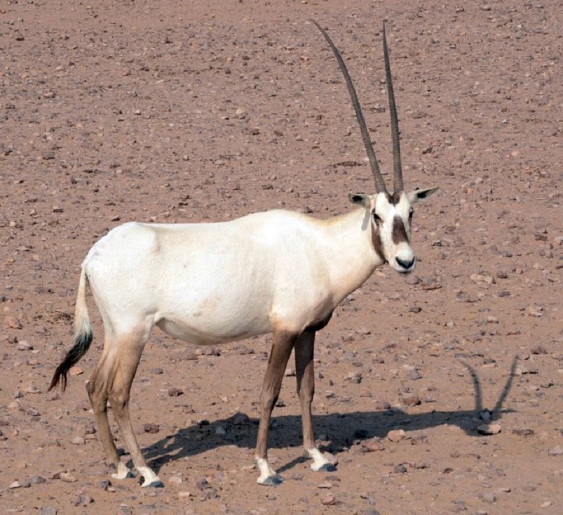 oryx
