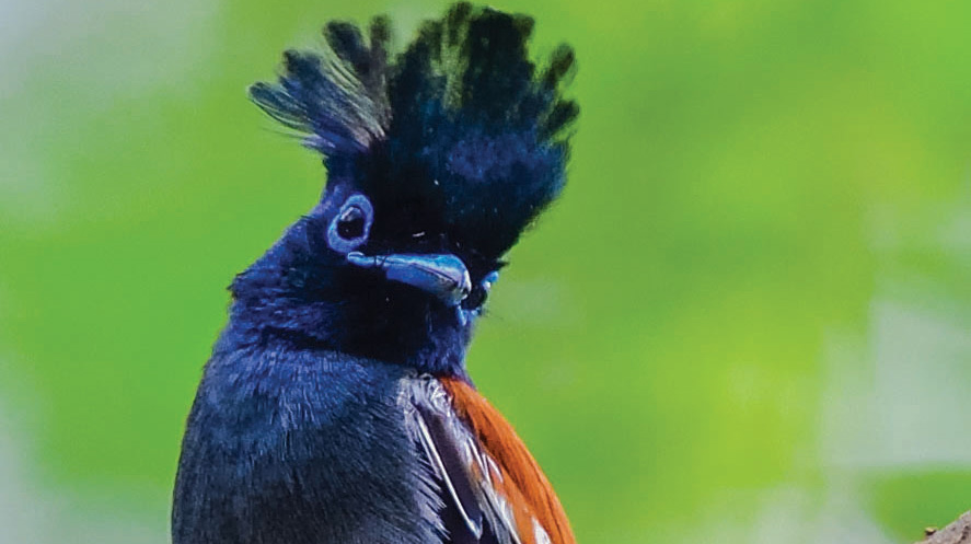 Study of birds picture